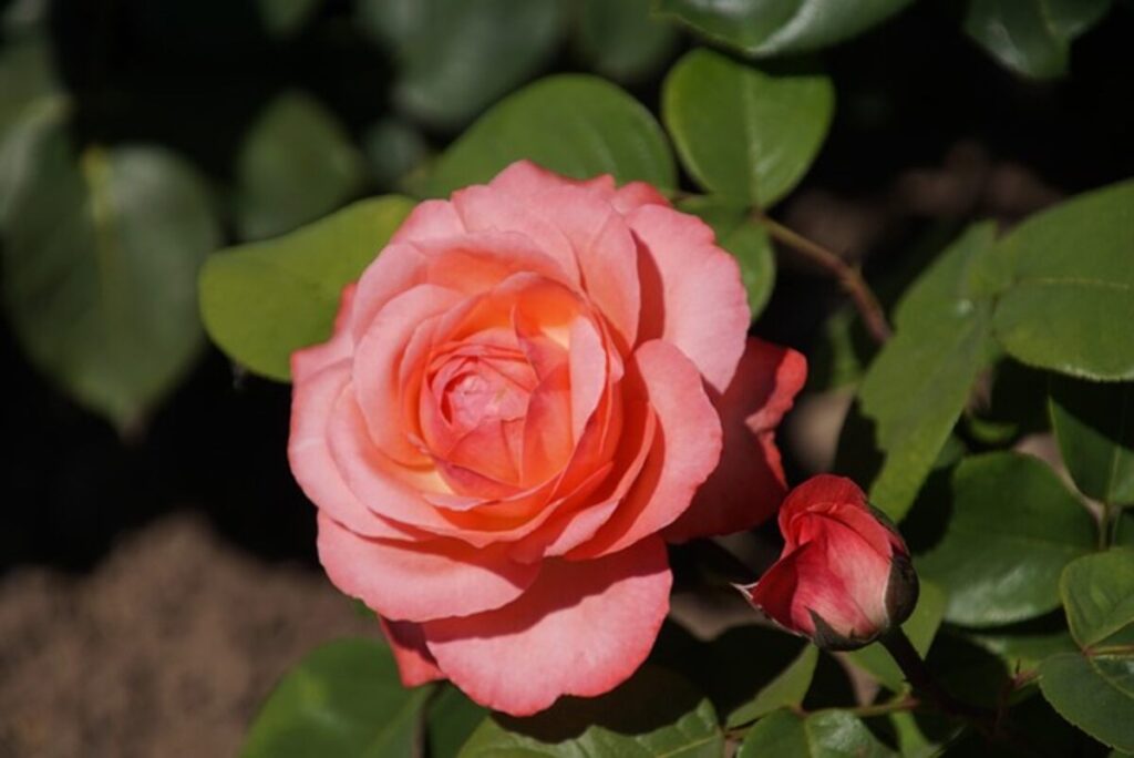 Growing Roses