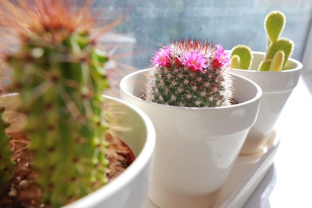 Cactus Planter