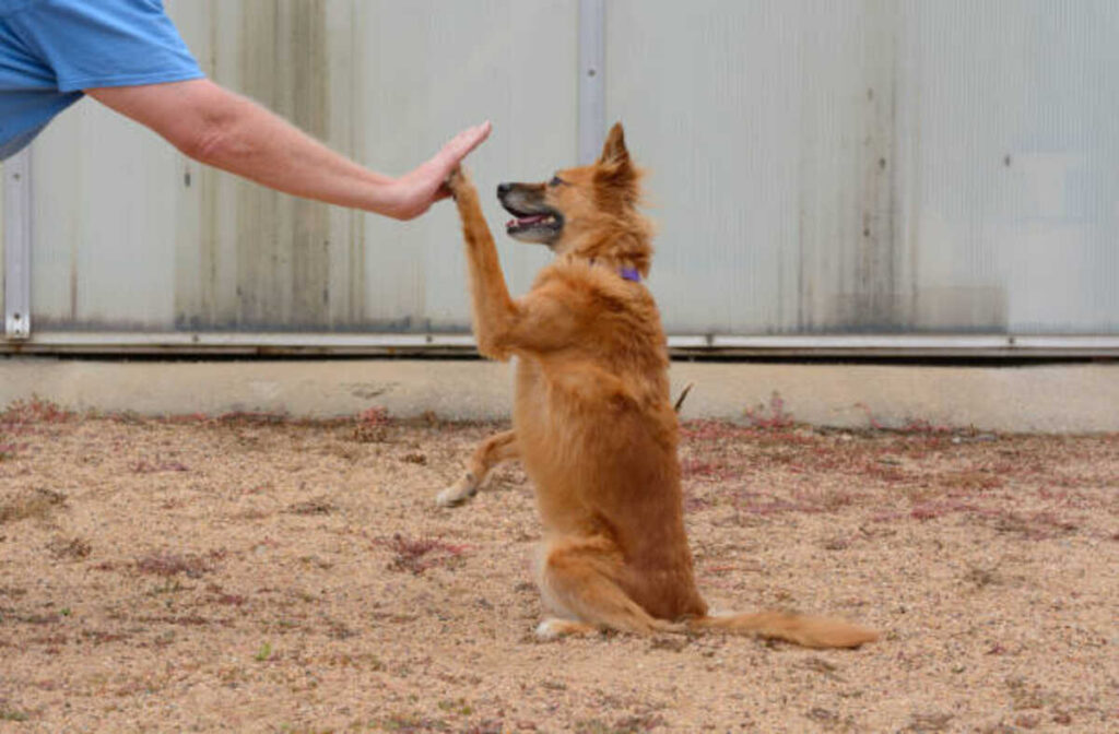 How Long Can a Dog Bark Legally