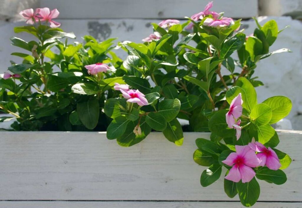 Dipladenia