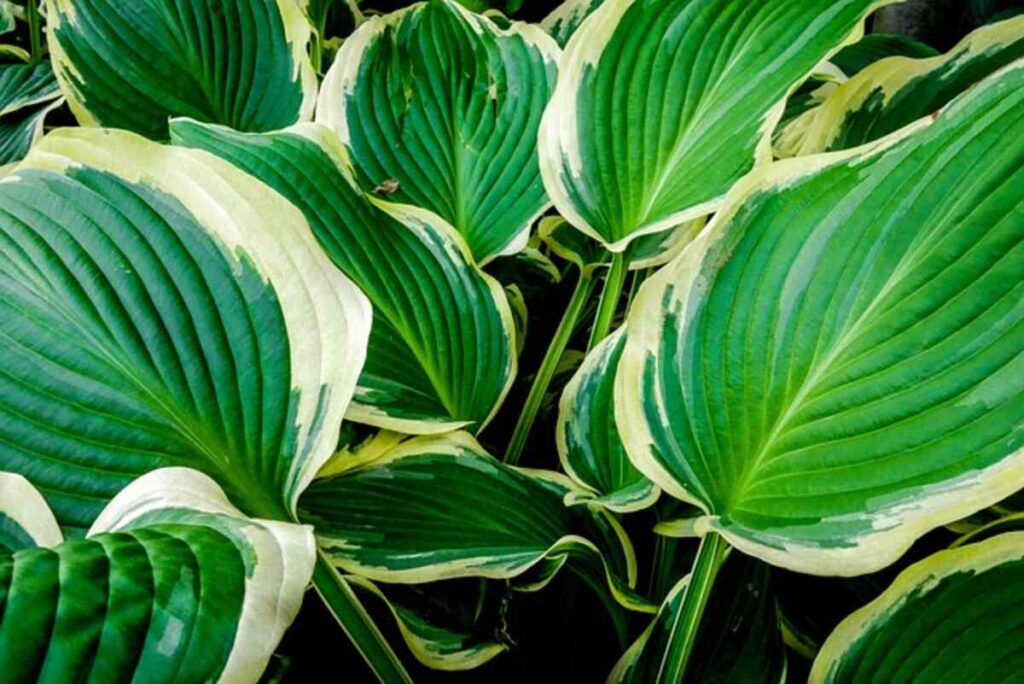 Big Leaf Plants