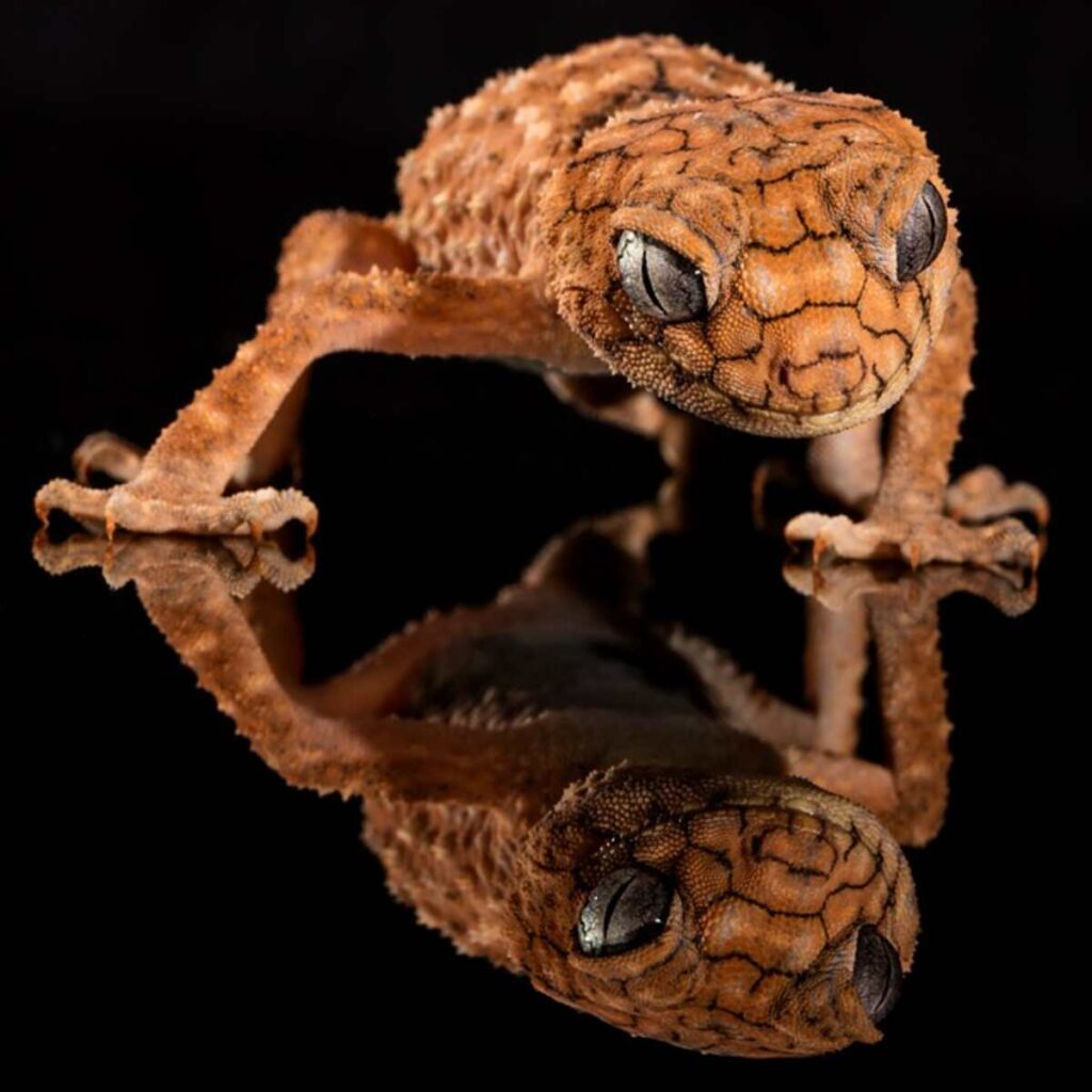 Geckos for sale