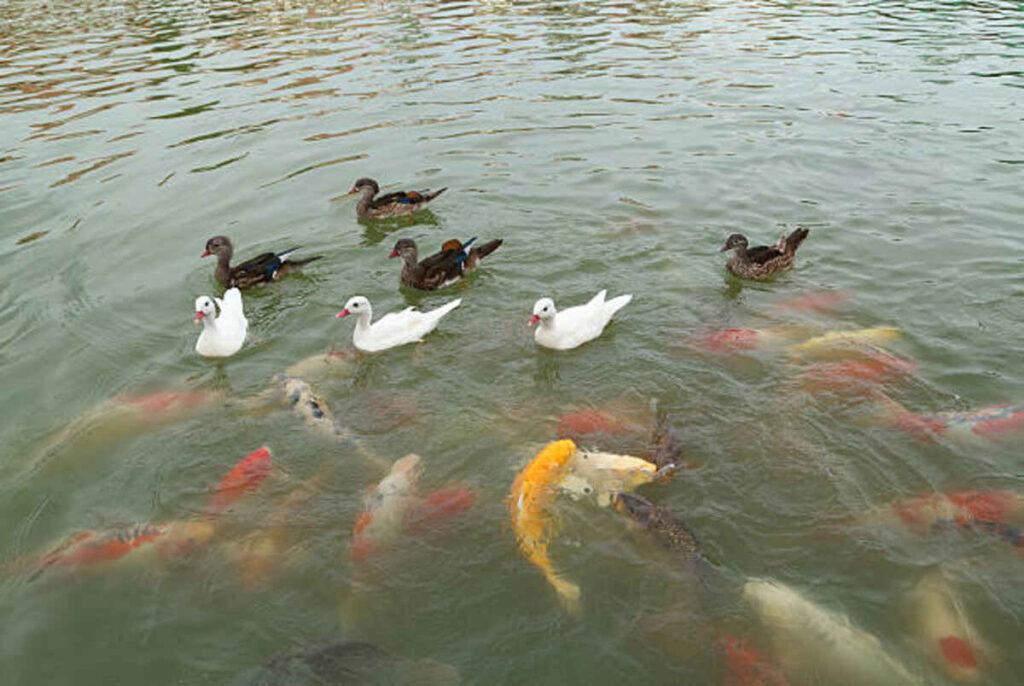 Five Duck Species That Specialize in Eating Fish