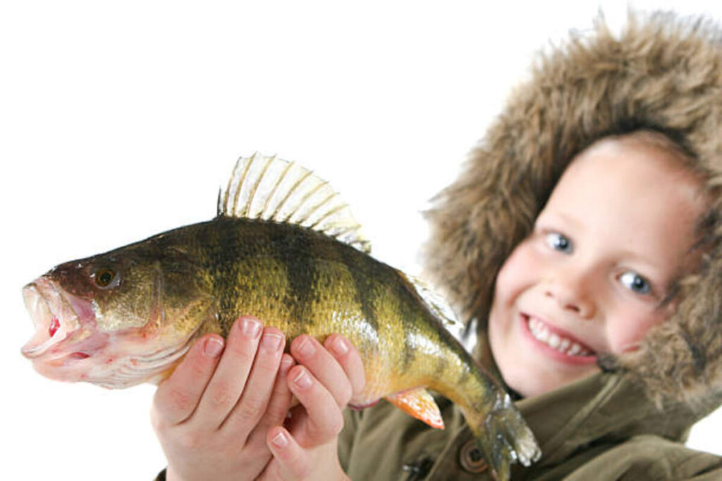 5 Different Types of Fish Decals