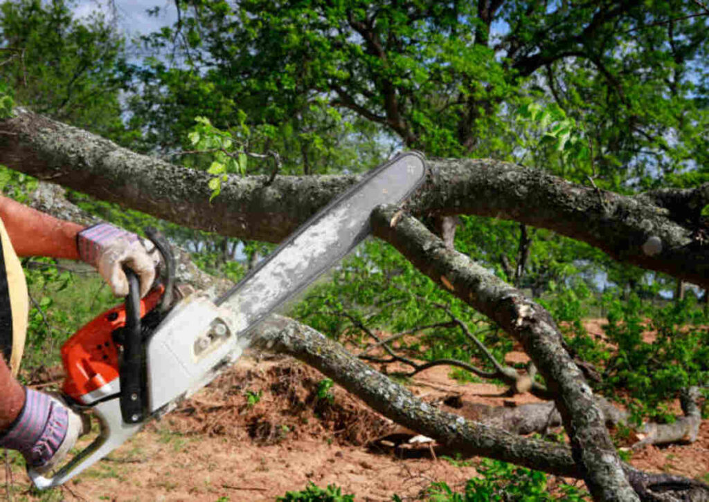 tree service milpitas ca