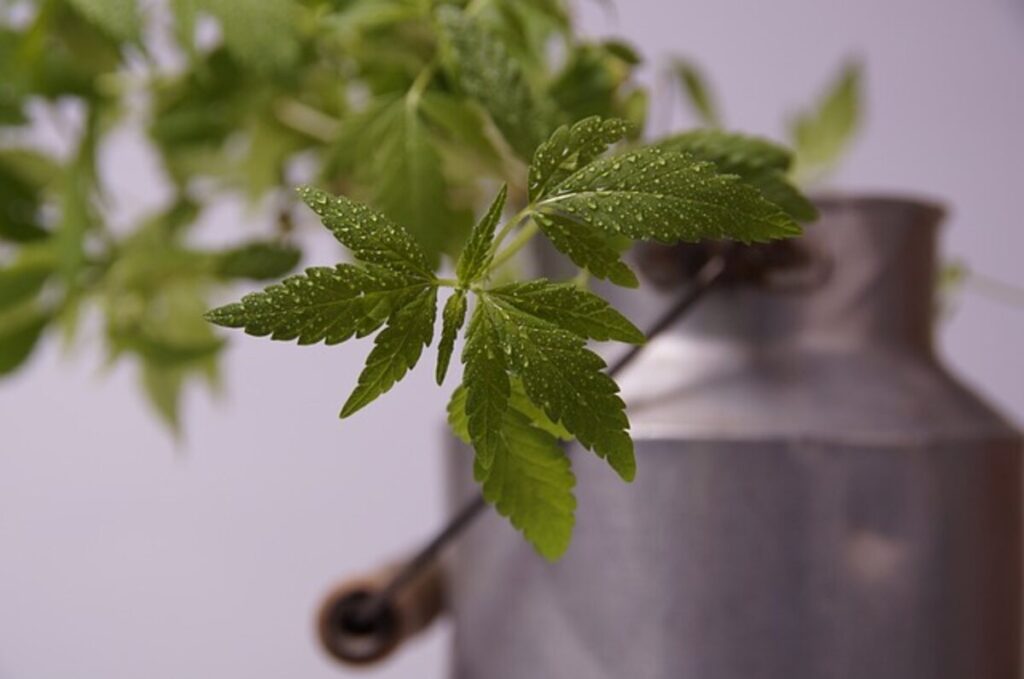 Kratom Dosage Tips for Responsible Employ