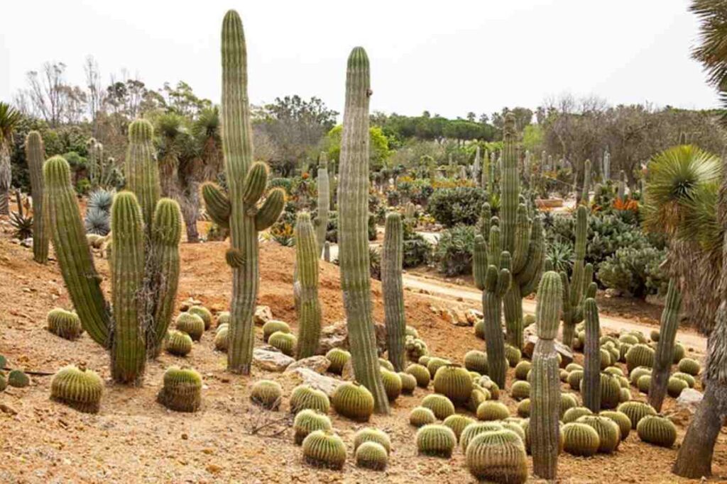 The Fascinating Life of Saguaro Skeletons